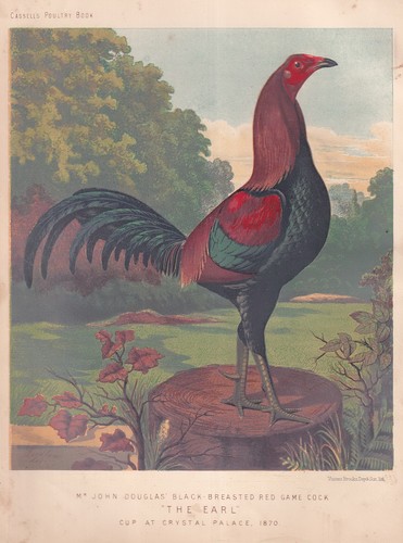 Black breasted red game - red, cock