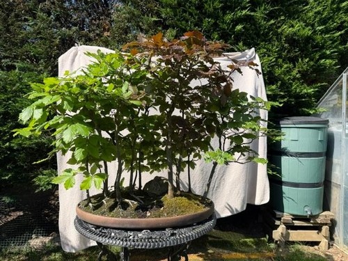 Beech tree bonsai forrest - beech,