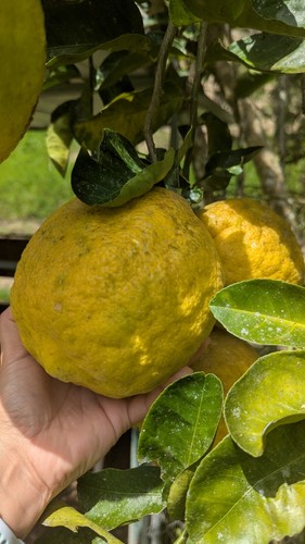 Ponderosa sour lemon tree - ponderosa,