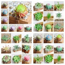 Artificial Succulents Plant