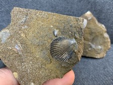 Pos neg fossil - pecten, shell