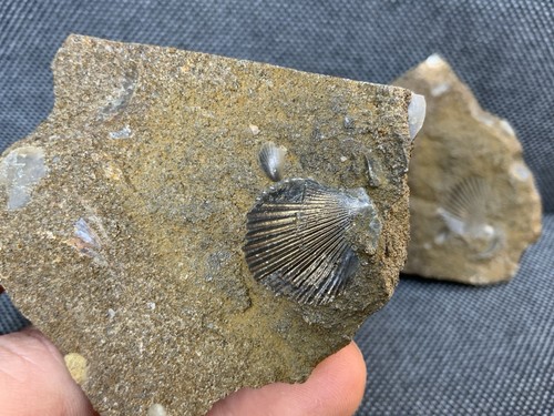 Pos neg fossil pecten - fossil,