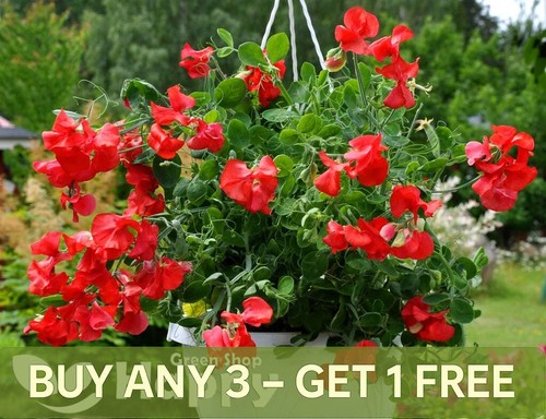 Sweet pea dwarf scarlet 20 - -,