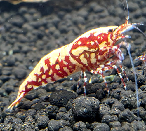 Red galaxy fishbone - x2,