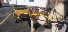 Driving harness cob havana - driving,