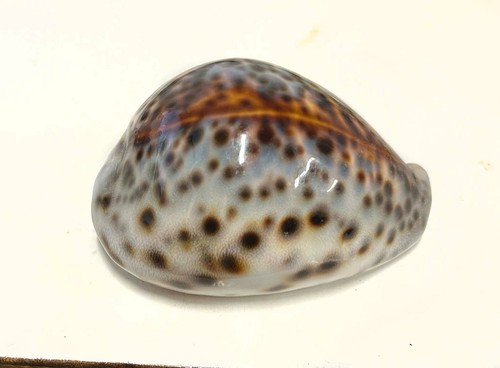 Tiger cowrie - tiger, tigris)