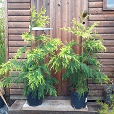 2 x Cryptomeria japonica