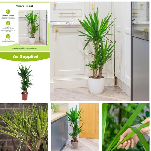 Bold yucca houseplant with - yucca,
