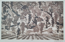 WINE VINEYARD GRAPE VINES Vintage 1920s 30s Retro Children's School Poster