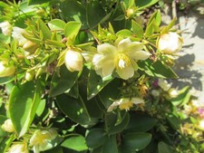 Succulents  PERESKIA  ACULEATA  ...  the Original Cactus  30 CM