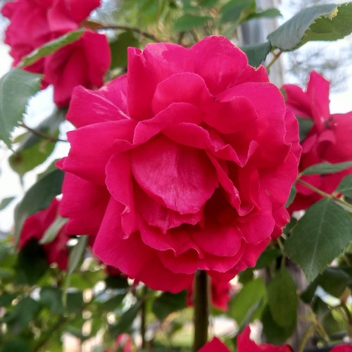 Gift rose ruby - gift, wedding