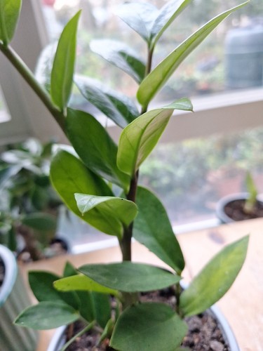 Zamioculcas zamiifolia emerald - zamiifolia,