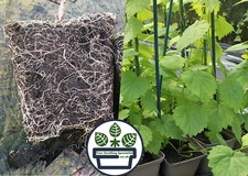 Unusual Hop Plants All Female - WIll Produce Hops - Singles- Plant Passports