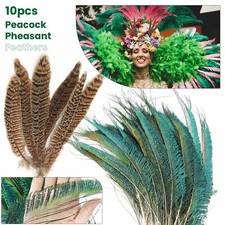 Natural pheasant tail Peacock