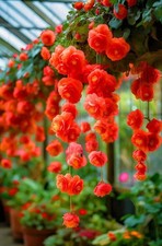 Weeping Begonia Flower bulb