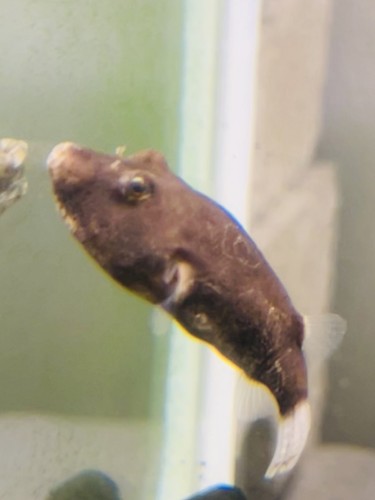Mirius potato puffer - fish, live