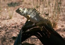 386899 Namaqua Chameleon on