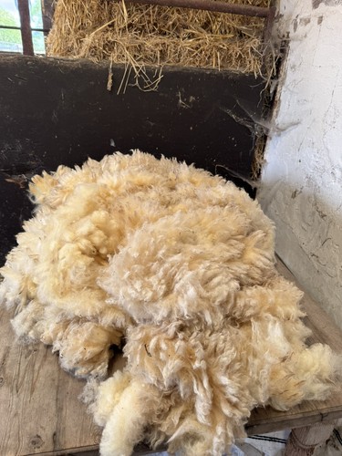 Sheep unwashed raw sheep