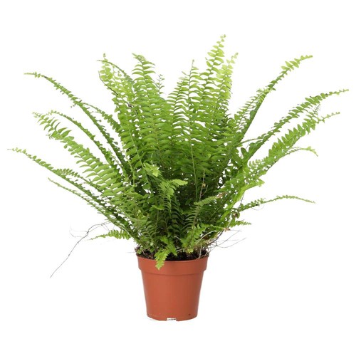 Boston fern nephrolepis - fern,