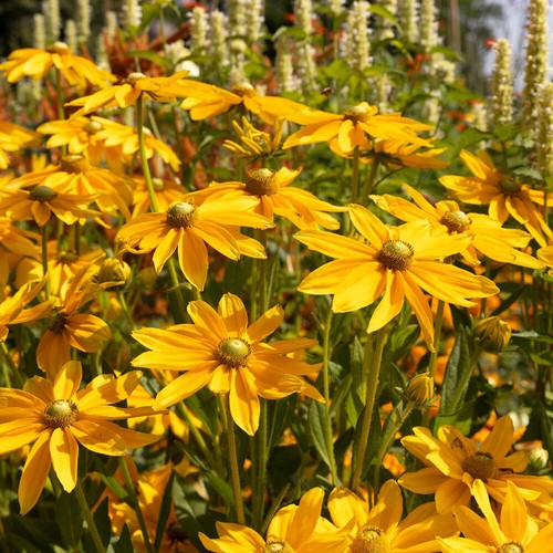 Perennial plants rudbeckia - plants,,