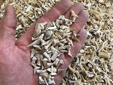 FREE tooth pendant with Shark