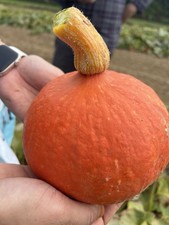 Winter Squash – Uchiki Kuri