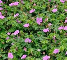 Hardy Geranium 'Blushing Turtle' Perennial LARGE Plug Plants Pack x3  