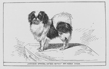 OLD PRINT JAPANESE SPANIEL