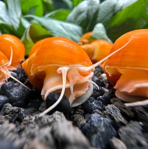 Gold mystery snails - 10,