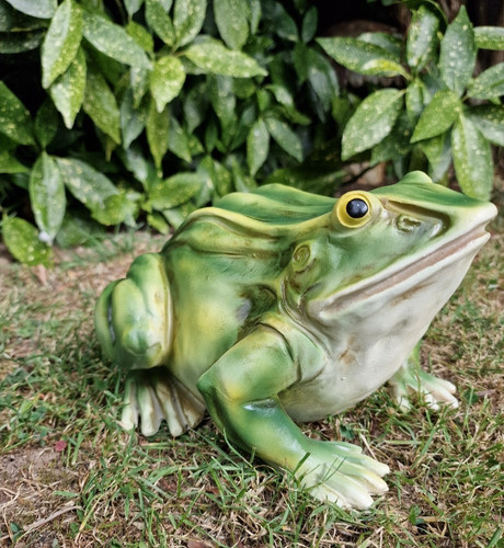 Large frog toad - large, outdoor