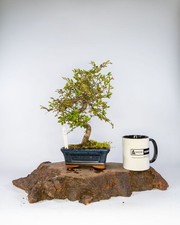Chinese Elm Bonsai Tree Ulmus