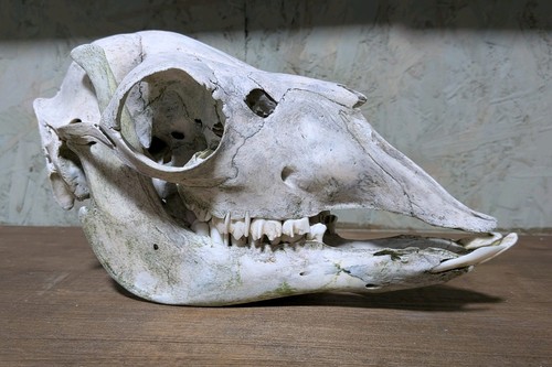 Alpaca skull taxidermy - alpaca, skull,