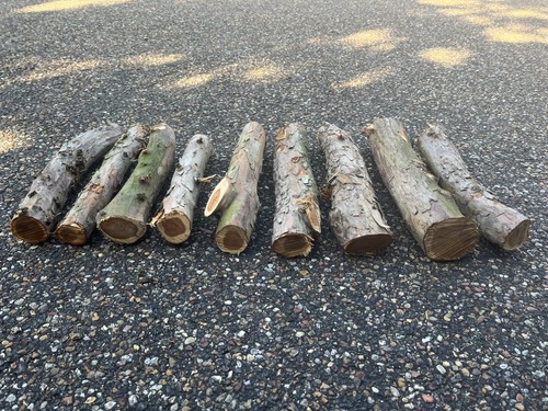 Yew wood logs for - wood,