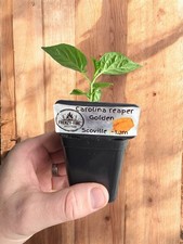Carolina Reaper Golden Chilli