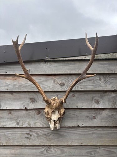 Highland red stag antlers - highland,