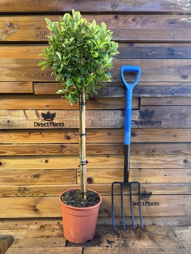 Extra large euonymus - large,