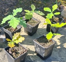 Grow a Hedge 12 English White