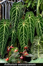 Anthurium Warocqueanum - Queen