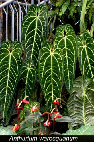Anthurium warocqueanum queen - anthurium,