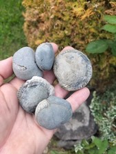 5 x SMALL -MEDIUM SPLIT YOURSELF AMMONITE  NODULES  YORKSHIRE  UK  FOSSILs b