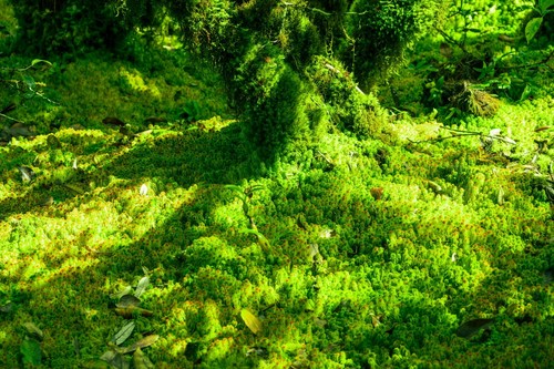 Sphagnum moss live peat - moss,,
