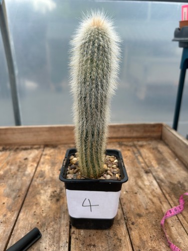 Cleistocactus strausii sold - cleistocactus,