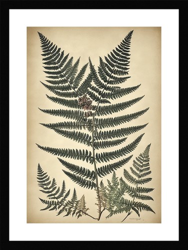 Sophisticated fern fronds - sophisticated,