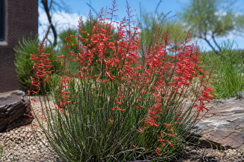 Red yucca hesperaloe - red,