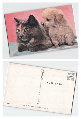 Postcard cute faux shell cat - cute,