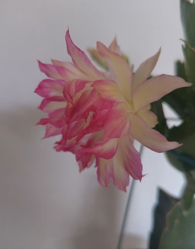 Rare christmas cactus an038 - cactus,