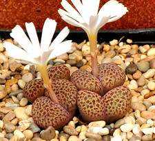 10x Conophytum Pellucidum v