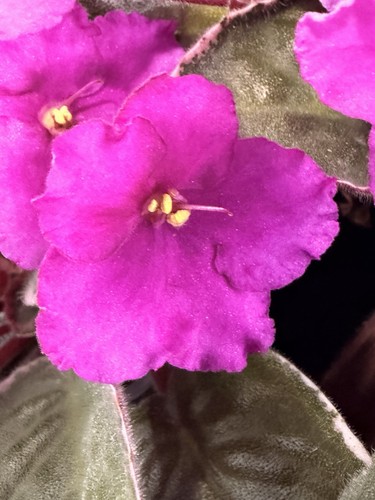 African violet plant - african,