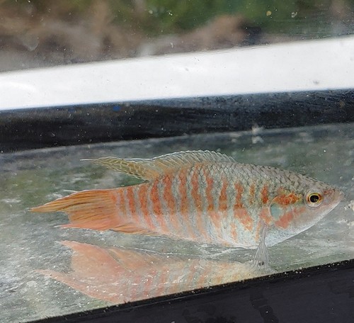 Blue paradise gourami - blue,