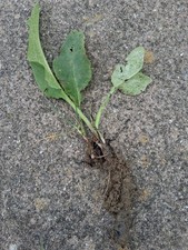 3x Comfrey Plant / Crown, Bocking 14 Herb bare root  Liquid Fertiliser bone knit